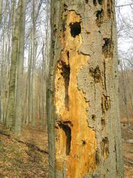 Fekete harkály jellegzetes nyomai holt fán